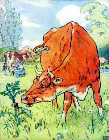 Cow eats Tom Thumb