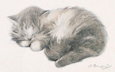 Kitten - Kitten’s Night Thought - Sleeping