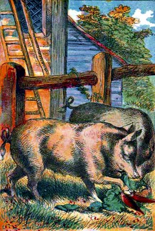 Pigs - Farm Animals