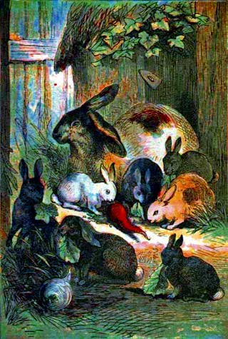 Rabbits - Bunnies - Farm Animals