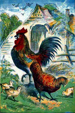 Rooster - Chickens - Farm Animals