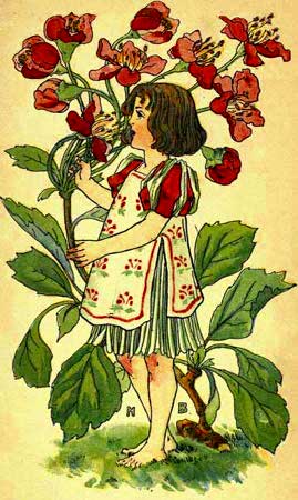 Hawthorn-Fairy-Girl-A-Flower-Book