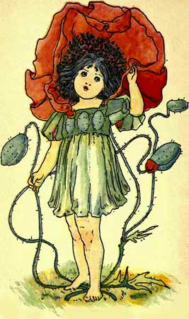 Poppy-Fairy-Girl-A-Flower-Book