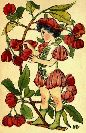 Spindle-Berry-Fairy-Girl-A-Flower-Book