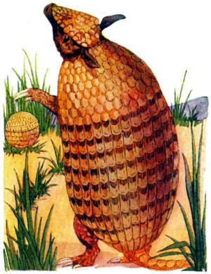 Children Animal Story - Armadillo