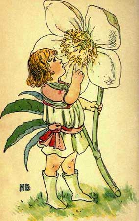 Christmas-Rose-Fairy-Girl-A-Flower-Book